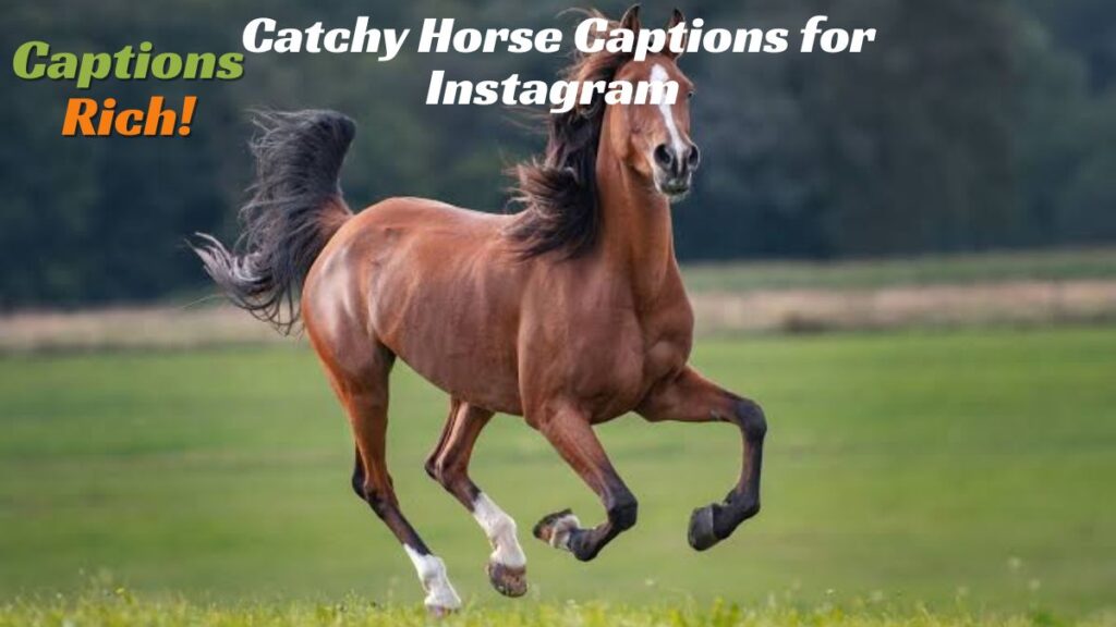 Catchy Horse Captions for Instagram 