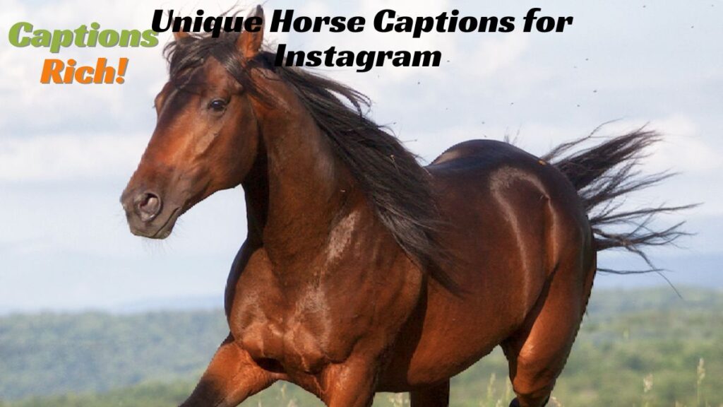 Unique Horse Captions for Instagram
