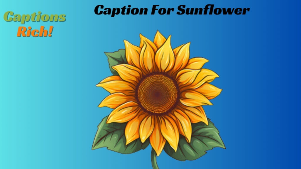Caption For Sunflower